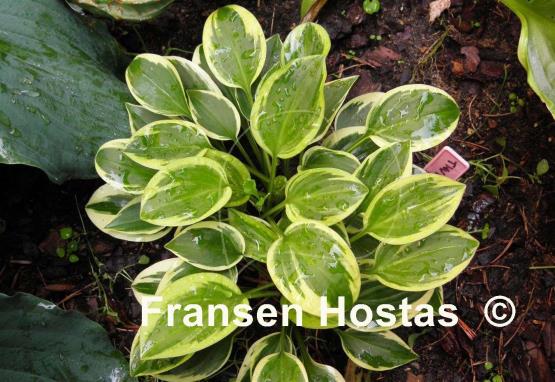 Hosta Thumbelina